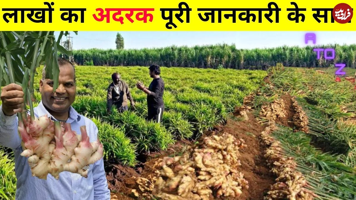 (ویدئو) هندی ها به همین سادگی در باغچه زنجبیل می کارند و برداشت می کنند!