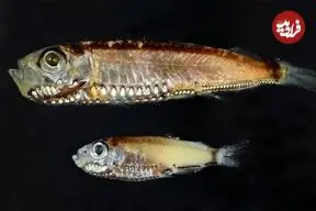 کشف یک نوع سلول جدید در چشم