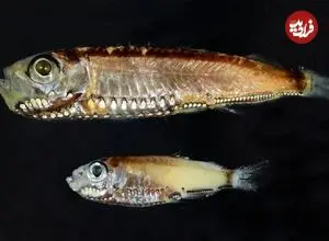 کشف یک نوع سلول جدید در چشم