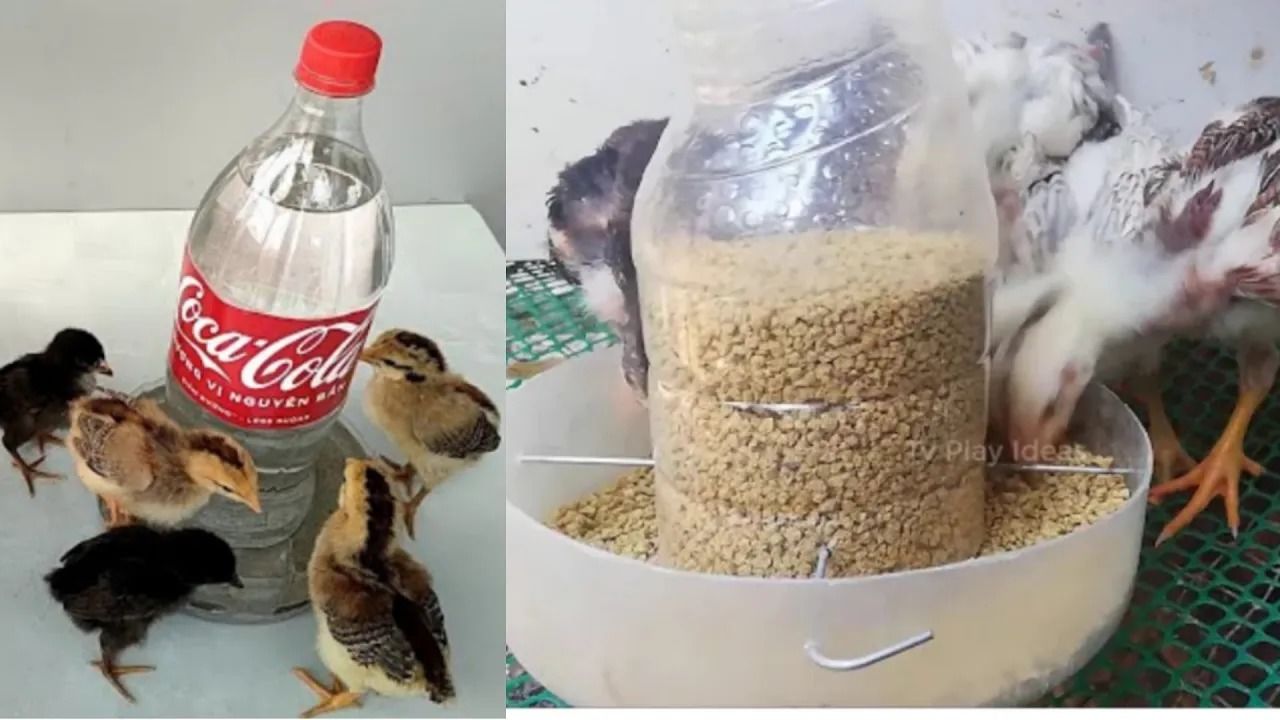 (ویدئو) نحوه تبدیل آسان و سرعتی بطری پلاستیکی به دان خوری و آب خوری