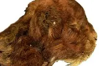 تصاویر؛ کشف یک بچه ببر ۳۵ هزار ساله با پوست و پنجه‌های سالم