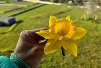 تصاویر| نرگس شهلا؛ زیبا‌ترین گونه گل نرگس که در ایران نیز کشت می‌شود و بخاطر عطر خاص و ملایمش طرفداران زیادی دارد