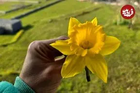 تصاویر| نرگس شهلا؛ زیبا‌ترین گونه گل نرگس که در ایران نیز کشت می‌شود و بخاطر عطر خاص و ملایمش طرفداران زیادی دارد