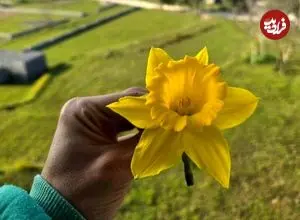 تصاویر| نرگس شهلا؛ زیبا‌ترین گونه گل نرگس که در ایران نیز کشت می‌شود و بخاطر عطر خاص و ملایمش طرفداران زیادی دارد