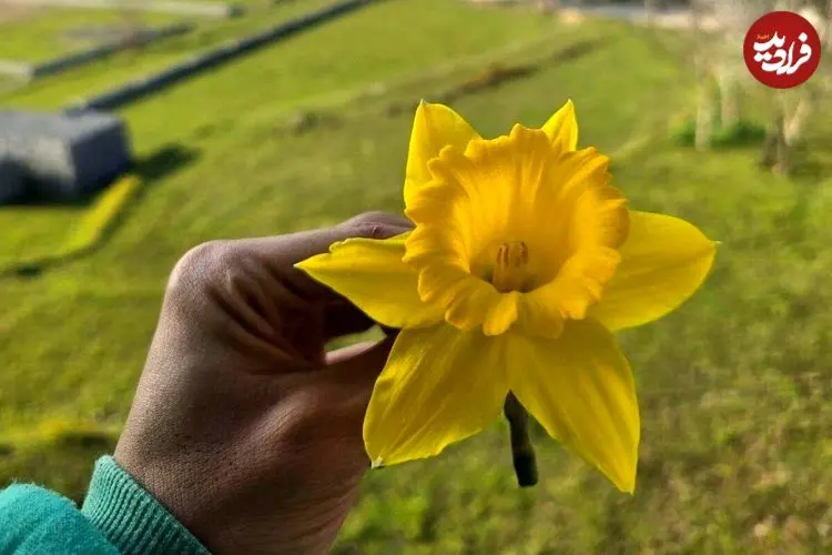 تصاویر| نرگس شهلا؛ زیبا‌ترین گونه گل نرگس که در ایران نیز کشت می‌شود و بخاطر عطر خاص و ملایمش طرفداران زیادی دارد