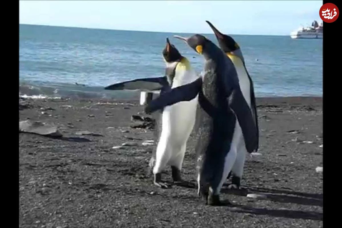 (ویدئو) مبارزه رسمی دو پنگوئن امپراتور با حضور یک داور قاطع!