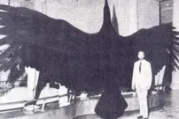 (عکس) کشف آثار دو پرنده شکاری غول‌پیکر در استرالیا