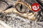 چرا تمساح سنگ می‌خورد؟