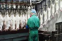 (ویدئو) فناوری مدرن پرورش خرگوش؛ شیوه فرآوری گوشت خرگوش در کارخانه