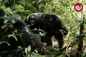 بزرگترین «جنگ داخلی شامپانزه‌ها» چگونه شکل گرفت؟