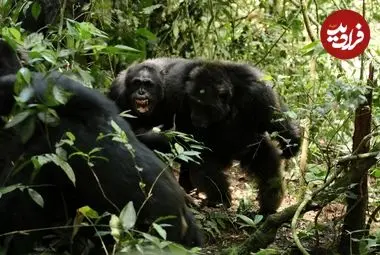 بزرگترین «جنگ داخلی شامپانزه‌ها» چگونه شکل گرفت؟
