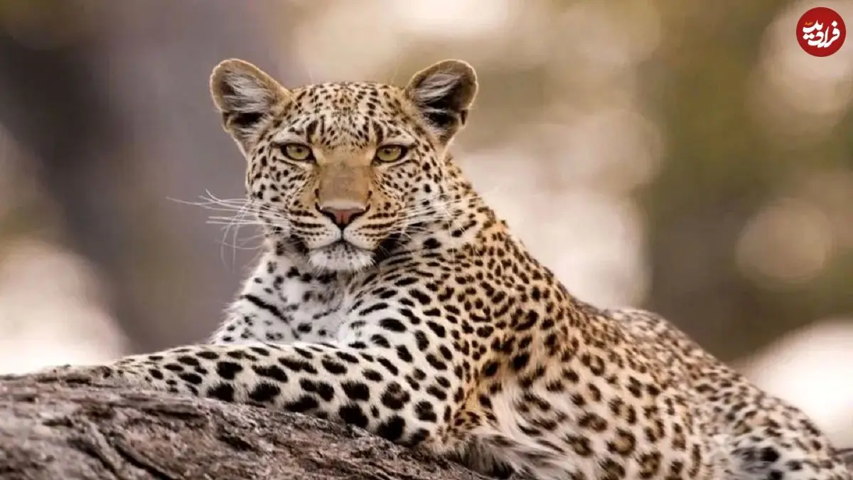 ببینید؛ زمین‌گیر شدن پلنگ پس از حمله به ۷ نفر در منطقه مسکونی