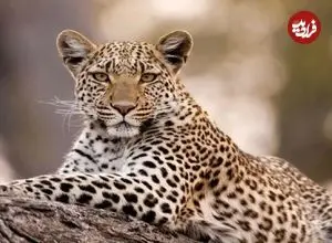 ببینید؛ زمین‌گیر شدن پلنگ پس از حمله به ۷ نفر در منطقه مسکونی