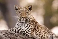 ببینید؛ زمین‌گیر شدن پلنگ پس از حمله به ۷ نفر در منطقه مسکونی