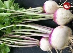 جادوی سبزی پاییزی؛ از سلامت قلب تا بهبود گوارش