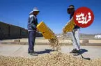 تصاویر| فصل برداشت پسته‌ در خراسان شمالی