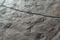 اطلاعاتی جدید از ردپاهای تازه دایناسورها در ایران؛ چرا جزئیات این کشف علمی منتشر نشده است؟