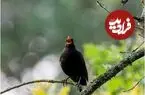 چرا آواز پرندگان زیبا به نظر می‌رسد؟