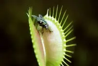 چرا برخی از گیاهان گوشت می‌خورند؟