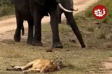 ببینید| ماده شیری خواب آلود، نزدیک بود زیر پای فیل‌ها له شود!