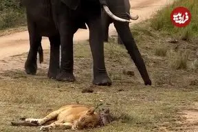 ببینید| ماده شیری خواب آلود، نزدیک بود زیر پای فیل‌ها له شود!