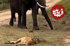 ببینید| ماده شیری خواب آلود، نزدیک بود زیر پای فیل‌ها له شود!