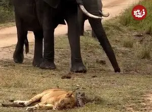 ببینید| ماده شیری خواب آلود، نزدیک بود زیر پای فیل‌ها له شود!