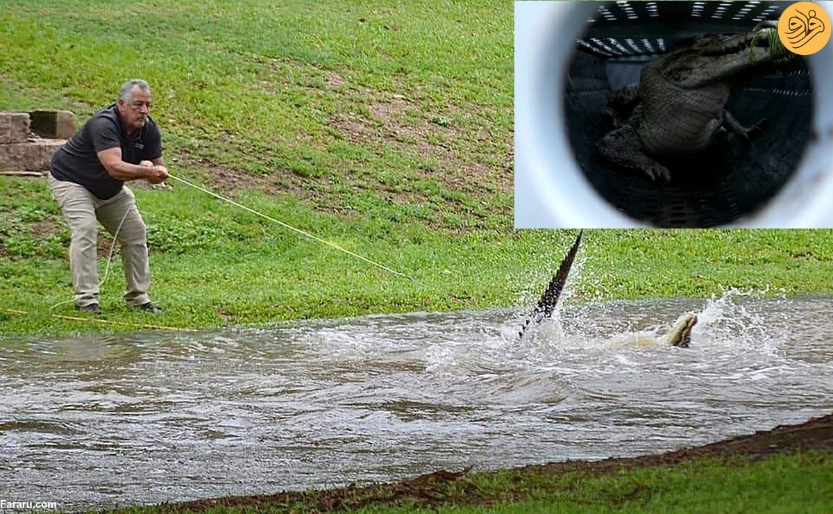 (ویدئو) تمساح ۲.۵ متری در یک منطقه مسکونی استرالیا به دام افتاد