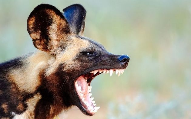 ( ویدیو) انتقام سگ های وحشی از پلنگ شکارچی توله آنها