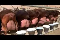 (ویدئو) این بز رکوردار شیردهی در جهان است؛ 11 کیلوگرم شیر در 24 ساعت!