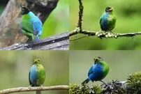 (عکس) این موجود عجیب نیمی ماده و نیمی نر است!