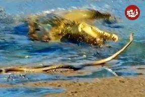 ببینید| تلاش ناموفق «مار مامبای سیاه» برای فرار از دست «تمساح» گرسنه