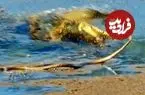 ببینید| تلاش ناموفق «مار مامبای سیاه» برای فرار از دست «تمساح» گرسنه