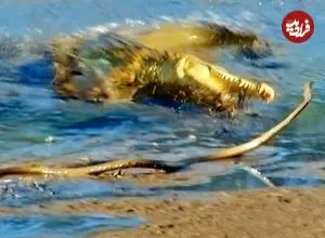 ببینید| تلاش ناموفق «مار مامبای سیاه» برای فرار از دست «تمساح» گرسنه