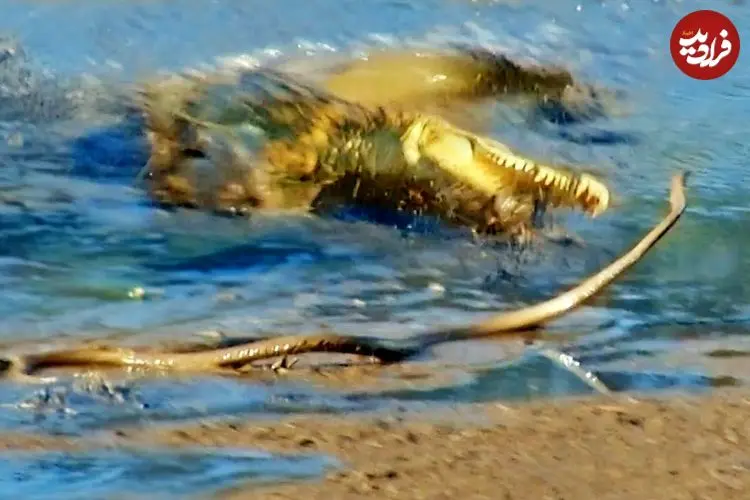 ببینید| تلاش ناموفق «مار مامبای سیاه» برای فرار از دست «تمساح» گرسنه