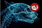 تفاوت ساختاری جالب جمجمه 4 نژاد گربه معروف خانگی + اینفوگرافیک