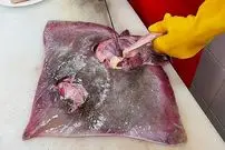 ببینید| غذای خیابانی در کره؛ تهیه کیمچی با سفره ماهی در سئول