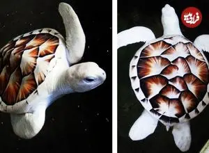 ببینید| 10 گونه از زیباترین لاک پشت های جهان از میان 300 گونه کشف شده