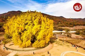 ببینید| زیبایی جاودانه طبیعت؛ درخت ۸۰۰ ساله در کره‌جنوبی