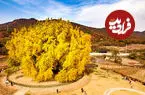 ببینید| زیبایی جاودانه طبیعت؛ درخت ۸۰۰ ساله در کره‌جنوبی
