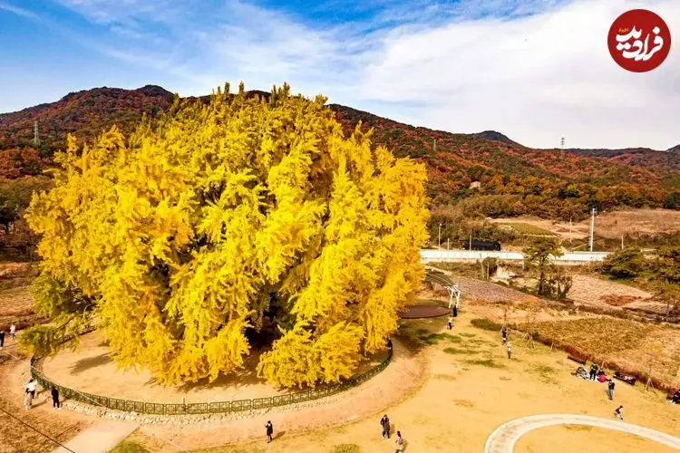 ببینید| زیبایی جاودانه طبیعت؛ درخت ۸۰۰ ساله در کره‌جنوبی