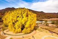 ببینید| زیبایی جاودانه طبیعت؛ درخت ۸۰۰ ساله در کره‌جنوبی