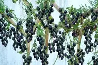 (ویدئو) مراحل کاشت گوجه سیاه در گلدان و برداشت 5 کیلوگرم گوجه در خانه