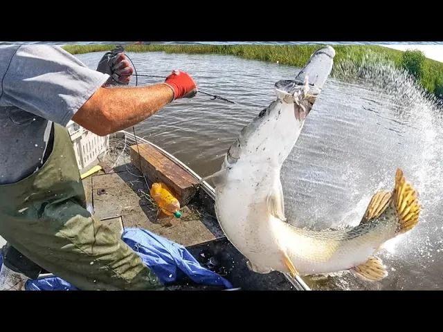(ویدئو) مهارت حیرت انگیز دو ماهیگیر مشهور آمریکایی در صید کردن تمساح ماهی بزرگ