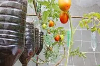 (ویدئو) یک راه آسان برای پرورش و برداشت گوجه فرنگی در بطری‌های آویز پلاستیکی در تراس خانه