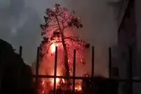 (ویدئو) آتش گرفتن درخت در شب چهارشنبه‌سوری