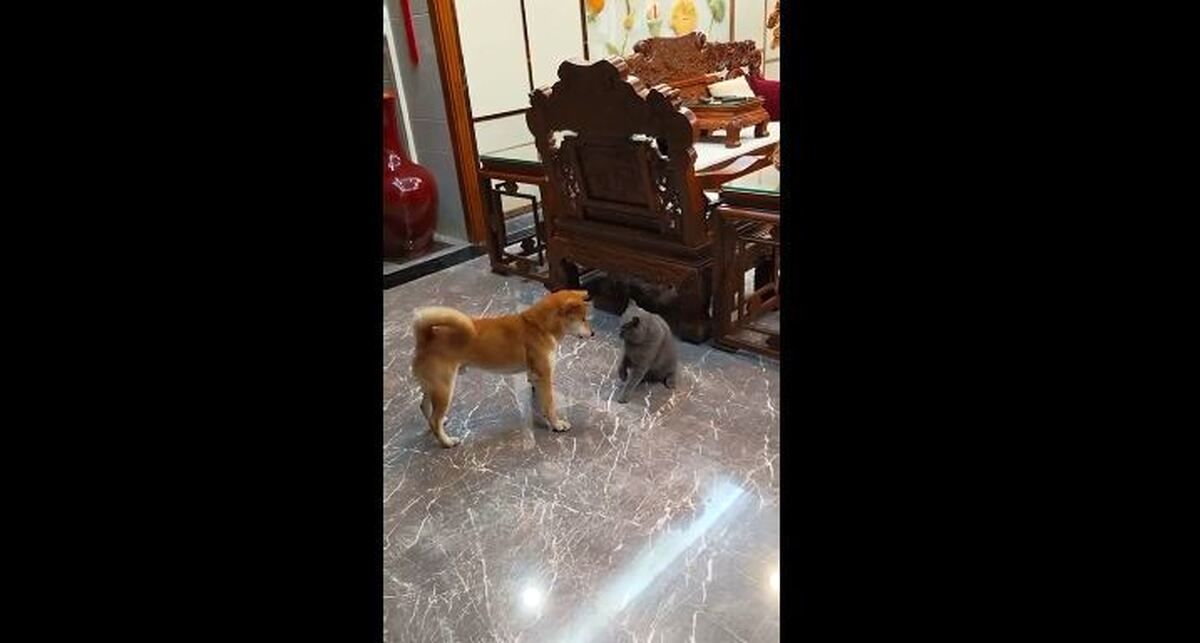 (ویدئو) واکنش دیدنی سگ بعد از کتک کاری با گربه!