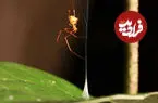 تله مرگبار عنکبوتی تازه کشف شده، مورچه‌ها را مثل منجنیق پرتاب می‌کند
