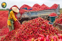 ببنیید| چگونه صدها تن فلفل قرمز برداشت و در آمریکا فرآوری می شود؟