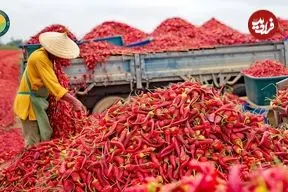 ببنیید| چگونه صدها تن فلفل قرمز برداشت و در آمریکا فرآوری می شود؟